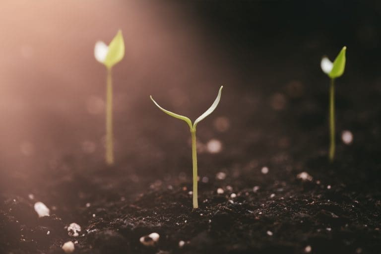 A new young sprout sprouts from the ground and stretches towards the light